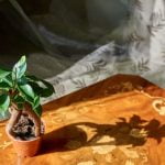 Trasferisci talea in vaso bonsai quando radici sono ben sviluppate per garantire la crescita