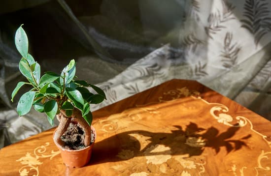 Trasferisci talea in vaso bonsai quando radici sono ben sviluppate per garantire la crescita