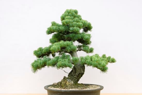 Dove Comprare Un Bonsai a Ferrara 1 Scopri dove comprare un bonsai a Ferrara e crea un angolo verde