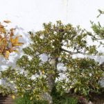 Come Fare Un Bonsai Con l'Ulivo Guida passo dopo passo su come fare un bonsai con l'ulivo: consigli pratici e istruzioni dettagliate