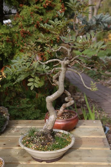 Come Fare Un Irrigazione Bonsai 1 Guida pratica su come fare un'irrigazione bonsai per ottenere una crescita saldo e rigogliosa