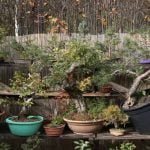 Come Imparare a Far Bonsai Segreti su come imparare a far bonsai: guida pratica per principianti