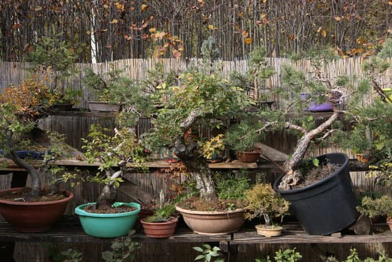 Segreti su come imparare a far bonsai: guida pratica per principianti
