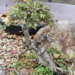 Scopri il significato di regalare un bonsai e le sue tradizioni