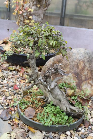 Scopri il significato di regalare un bonsai e le sue tradizioni