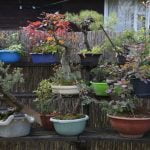 Come Confezionare Un Bonsai Per Bomboniera come confezionare un bonsai per bomboniera