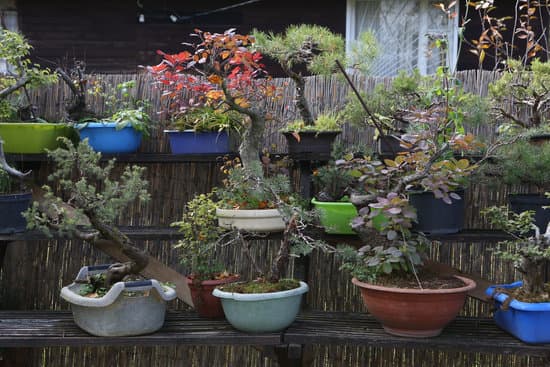 Come Confezionare Un Bonsai Per Bomboniera 1 come confezionare un bonsai per bomboniera