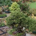 Scopri come e quando travasare un bonsai per favorirne la crescita e la salute