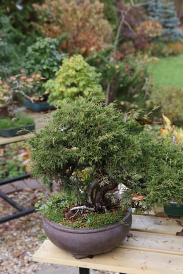 Scopri come e quando travasare un bonsai per favorirne la crescita e la salute