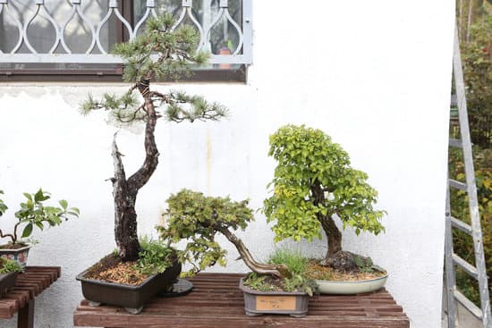 Quando Rinvasare I Bonsai 17 Scopri il momento giusto per rinvasare i tuoi bonsai e garantirne la salute e il benessere