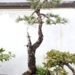Scopri come cambiare la terra al bonsai con questi semplici passi