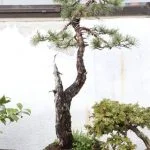 Scopri come cambiare la terra al bonsai con questi semplici passi