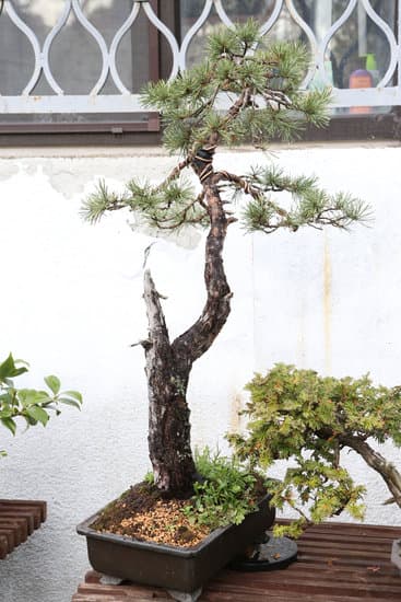 Come Cambiare La Terra Al Bonsai 1 Scopri come cambiare la terra al bonsai con questi semplici passi