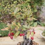 Guida completa su come curare bonsai di Ficus Ginseng per mantenerli sani e vigorosi