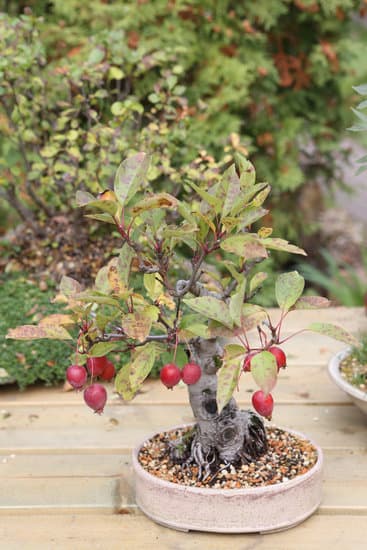 Come Curare Bonsai Di Ficus Ginseng 1 Guida completa su come curare bonsai di Ficus Ginseng per mantenerli sani e vigorosi