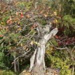 Come Portare Bonsai Zelkova Scopri come portare il bonsai Zelkova con cura e attenzione per mantenerne la bellezza