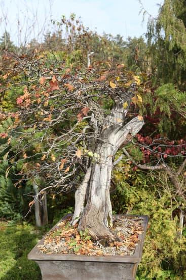 Scopri come portare il bonsai Zelkova con cura e attenzione per mantenerne la bellezza