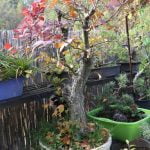 Come Innaffiare Bonsai Di Ulivo Innaffiare i bonsai di ulivo: consigli e trucchi per mantenere la giusta umidità