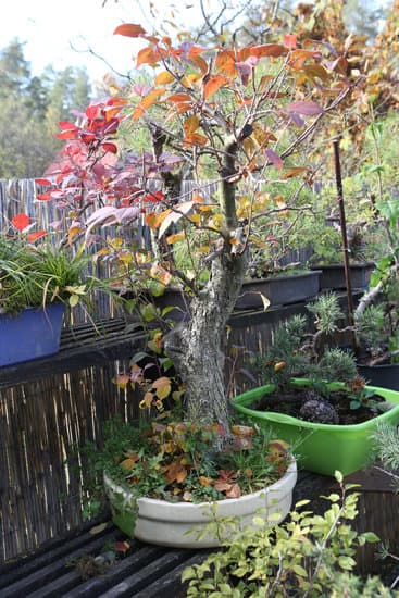 Come Innaffiare Bonsai Di Ulivo 1 Innaffiare i bonsai di ulivo: consigli e trucchi per mantenere la giusta umidità