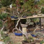 Come Potare l'Albero Del Pepe Bonsai Metodo di potatura per l'albero del pepe bonsai