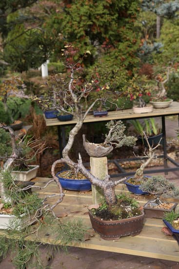 Come Potare l'Albero Del Pepe Bonsai 1 Metodo di potatura per l'albero del pepe bonsai