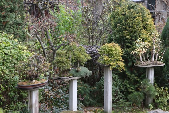 Quando E Come Potare E Rinvasare Bonsai Ficus Benjiamin 1 quando e come potare e rinvasare bonsai ficus benjiamin