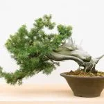 come creare un bonsai di acero rosso