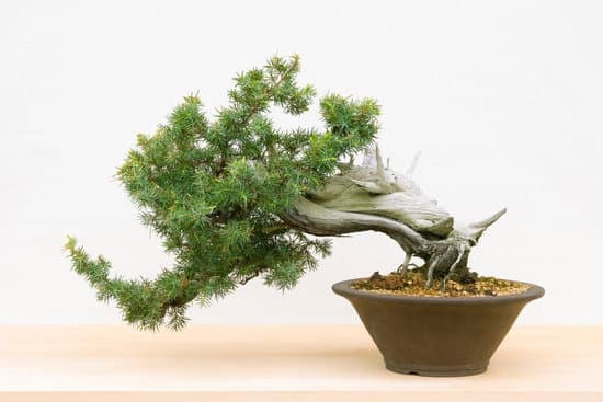 Come Creare Un Bonsai Di Acero Rosso 1 come creare un bonsai di acero rosso