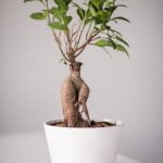 Come Far Crescere Ulivo Bonsai Coltivare ulivo bonsai: consigli pratici per farlo crescere