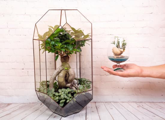 Quanto Vivono I Bonsai 1 Scopri quanto vivono i bonsai con i nostri consigli esperti sul loro ciclo di vita