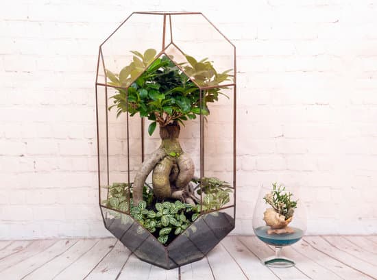 Come curare un bonsai morente: consigli per salvare la pianta e ripristinare la salute