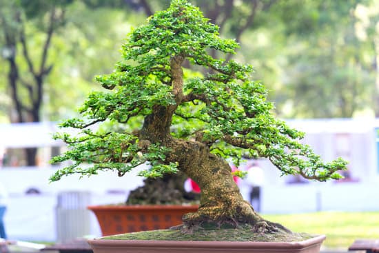 Cosa Usare Per Legare Un Bonsai 1 Corda naturale per legare un bonsai