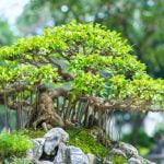 Scopri come capire che tipo di bonsai hai: guida dettagliata per riconoscere la tua pianta