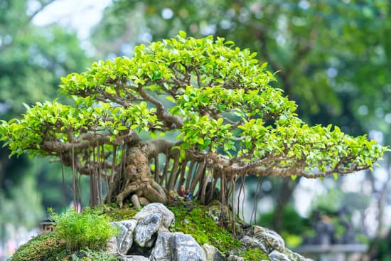 Scopri come capire che tipo di bonsai hai: guida dettagliata per riconoscere la tua pianta