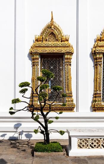 Come Annaffiare Un Bonsai 1 Annaaffiare correttamente un bonsai: guida dettagliata per curare al meglio la pianta