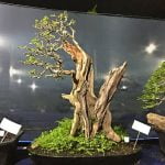 Come Si Rinvasa Il Bonsai Rinvasare il bonsai: guida dettagliata e passo dopo passo