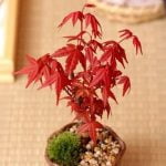 Per Iniziare Con I Bonsai Per iniziare con i bonsai: guida per principianti
