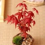 Per Iniziare Con I Bonsai Per iniziare con i bonsai: guida per principianti