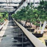 Scopri come bagnare il tuo bonsai ginseng per una crescita ottimale