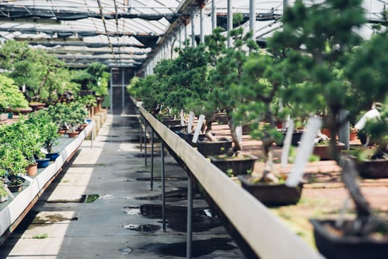 Come Bagnare Bonsai Ginseng 1 Scopri come bagnare il tuo bonsai ginseng per una crescita ottimale