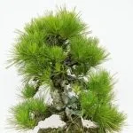 Dove acquistare un bonsai bricocenter: un paradiso verde per la tua casa