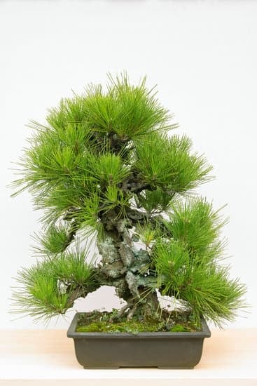 Dove Acquistare Un Bonsai Bricocenter 19 Dove acquistare un bonsai bricocenter: un paradiso verde per la tua casa