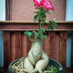 Scopri quanti piccoli rossi bonsai foglie ha