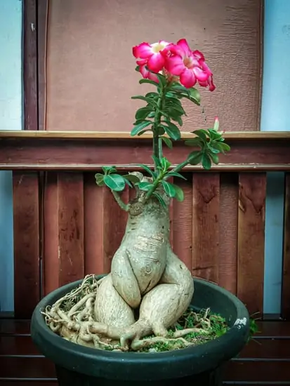 Scopri quanti piccoli rossi bonsai foglie ha