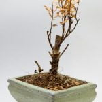 Come Nasce Un Bonsai Scopri come nasce un bonsai: storia, cura e segreti per la sua crescita
