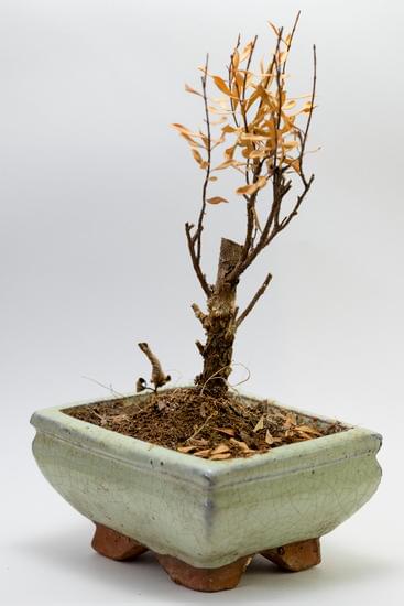 Come Nasce Un Bonsai 7 Scopri come nasce un bonsai: storia, cura e segreti per la sua crescita
