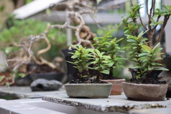 Quando Concimare Bonsai Ficus 1 Scopri quando concimare bonsai ficus per una crescita sana e rigogliosa