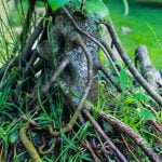 Guida pratica su come travasare bonsai: consigli utili per la cura e il trasferimento