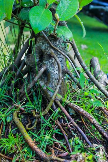 Come Travasare Bonsai 1 Guida pratica su come travasare bonsai: consigli utili per la cura e il trasferimento