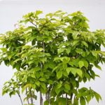 Come Creare Un Bonsai Fai Da Te Guida dettagliata: Come creare un bonsai fai da te con successo